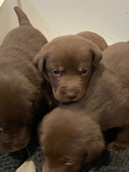 Labrador šteniatka - 2