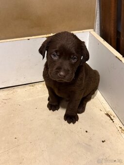 Posledný psík Čokoládového labradora šteniatko. - 2