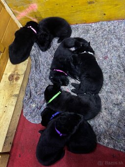 Šteniatka Nemecký ovčiak bez PP - 2