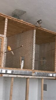 Predám kanárikov - 2