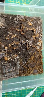 Isopoda celý chov - 2