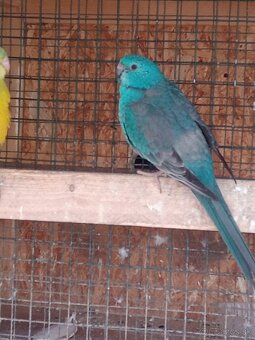 Papagaj spevavi. - 2