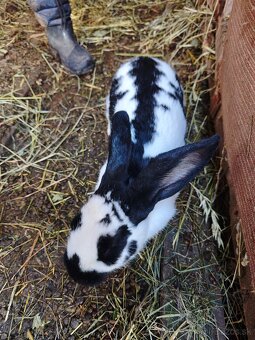 Králiky NOS a krížence - 2