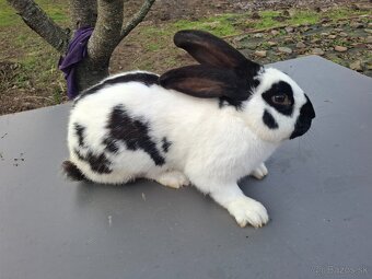 Predám Nemecky obrovitý strakáč samec - 2