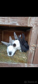 Predám zajace - 2