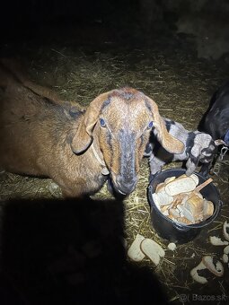 Anglonubijska 100%koza - 2