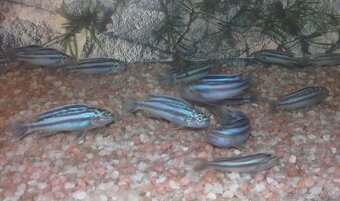 Malawi cichlidka - 2