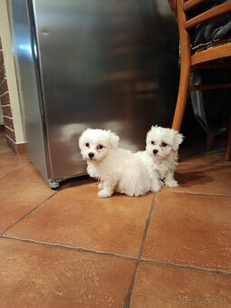 Šteniatka maltezaka - 2