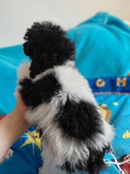 Pudel trpasličí - 2