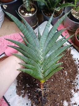 Sansevieria Ao77 - 2