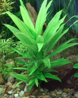 Hygrophila guyanensisnervata - 2