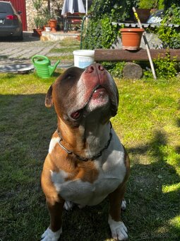 American pitbull terier - 2