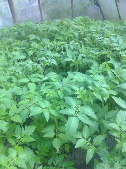 Planty - 2