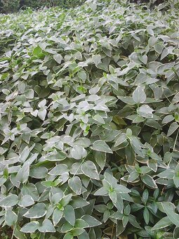 zimozelen panasovana - 2