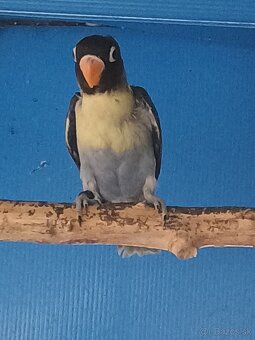 agapornis škraboškový TRICOLOR - 2
