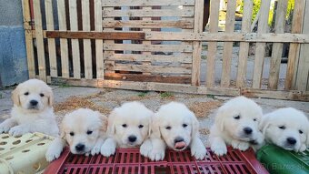 Golden retriever - 2