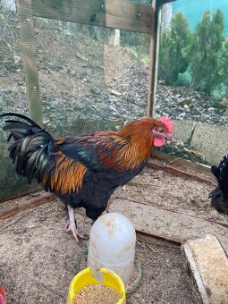 Predám kohuta Maransky - 2