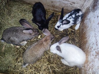 Nemecký obrovitý strakáč - 2