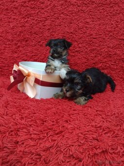 Yorkshirsky teriér, Yorkshire, York - 2