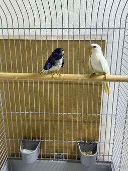 Neofema modrohlavá - 2