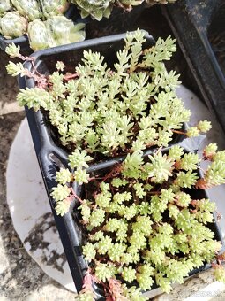 Rozchodniky väčšie množstvo - 2