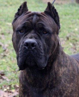Cane Corso šteniatka s PP FCI - 2