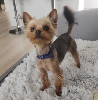 Krytie - Yorkshire Terrier - 2