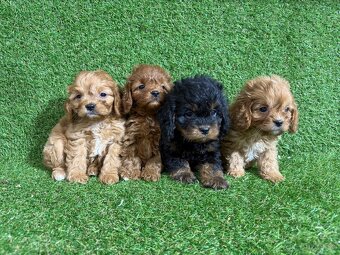 Cavapoo - 2
