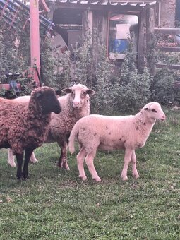 Predám barančeka - 2