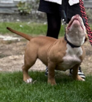 American bully - 2