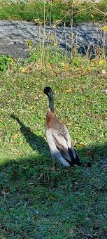 Káčer indický bežec - 2