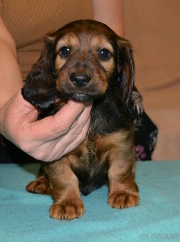 jazvečík dlhosrstý štandardný - 2