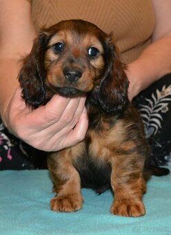 jazvečík dlhosrstý štandardný - 2