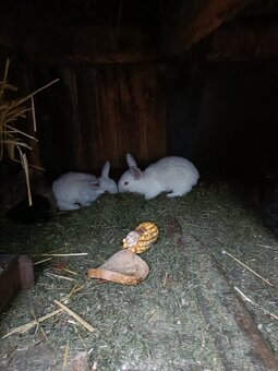 Predám králiky - 2