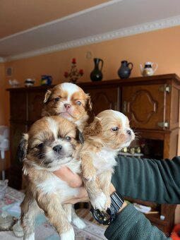 Šteniatko Pekinez - 2