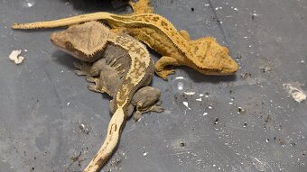 Pagekony riasnaté (samec a samica) - 2