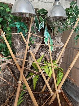 Terarium pre chameleona - 2