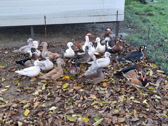 Kačica karolinska - 2