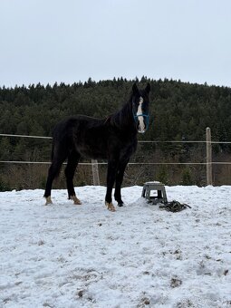 Valach s top povahou - 2