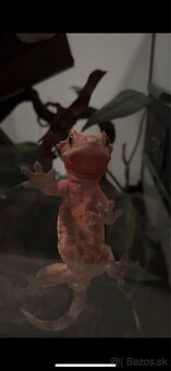 Pagekon riasnaty samica - 2