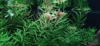 Rastlinky: blyxa, microsorium, Limnophila - 2