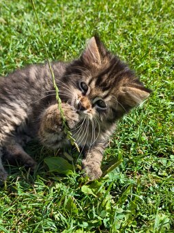 Maine coon , kríženci od Nórskeho otca - 2
