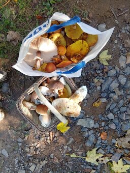Mix sušené hríby - 2