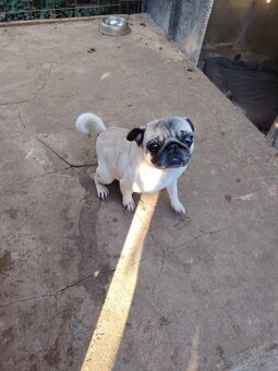 Mops - 2
