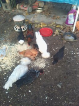 Predám krásne holandanky a milflerky - 2