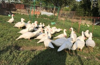 Predám kačky a káčerov Barberie - 2