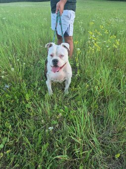 Predam spapermi  je  aj ,a čipovana - 2