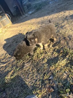 Darujem štenatá - 2