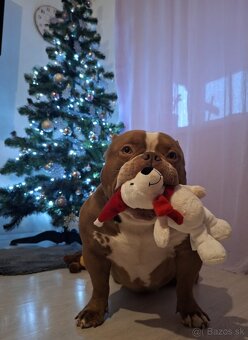 American bully pocket pp - 2