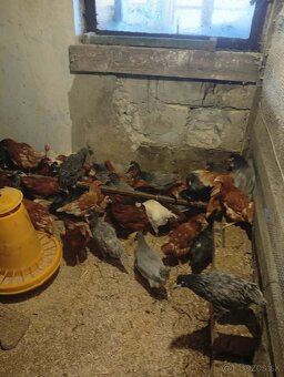 Predám kurčatá - 2